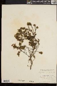 Phyllodoce caerulea image
