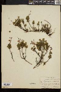 Phyllodoce caerulea image