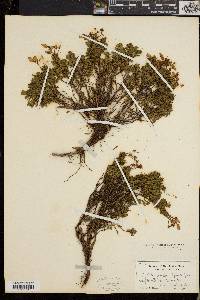 Phyllodoce caerulea image