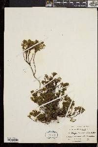 Phyllodoce caerulea image