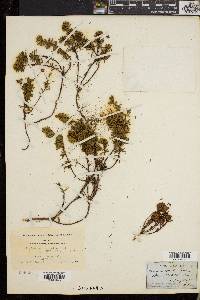 Phyllodoce caerulea image