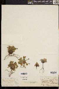 Potentilla robbinsiana image