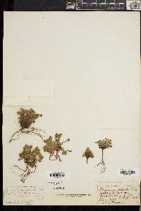 Potentilla robbinsiana image