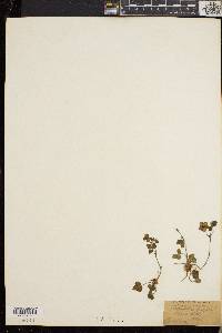 Potentilla robbinsiana image