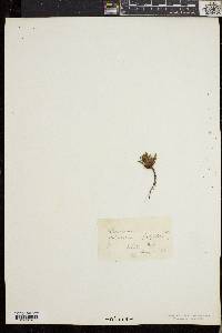Potentilla robbinsiana image