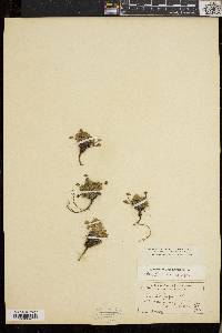 Potentilla robbinsiana image