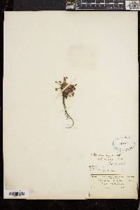 Potentilla robbinsiana image