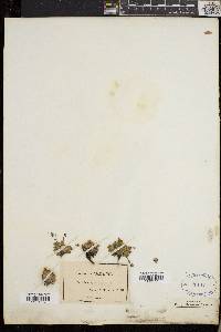 Potentilla robbinsiana image
