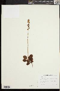 Pyrola minor image