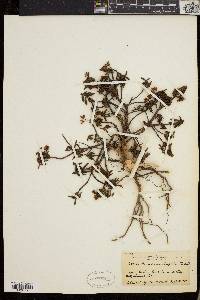 Rhododendron lapponicum image