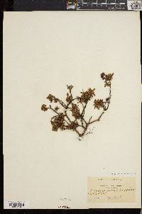 Rhododendron lapponicum image