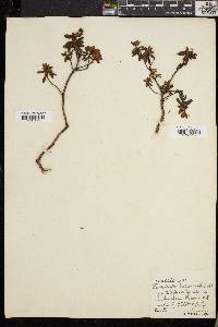 Rhododendron lapponicum image