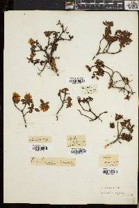 Rhododendron lapponicum image