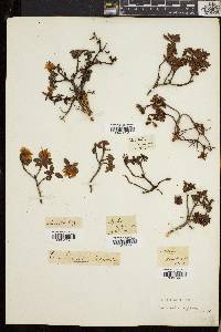 Rhododendron lapponicum image