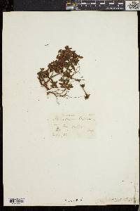 Rhododendron lapponicum image