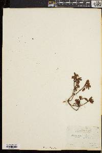 Rhododendron lapponicum image