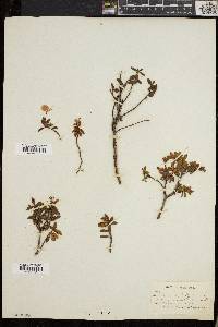 Rhododendron lapponicum image