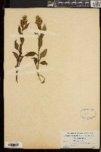 Solidago leiocarpa image