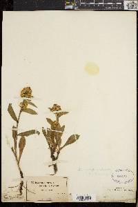 Solidago leiocarpa image