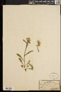 Solidago leiocarpa image