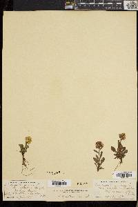 Solidago cutleri image