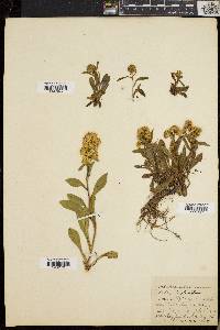 Solidago cutleri image