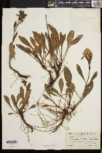 Solidago cutleri image