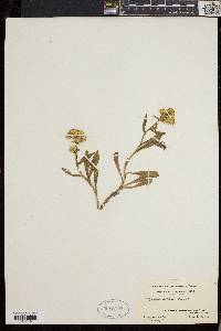 Solidago cutleri image
