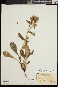 Solidago cutleri image
