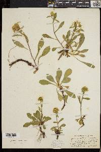 Solidago cutleri image