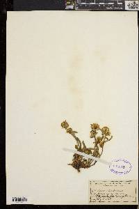 Solidago cutleri image