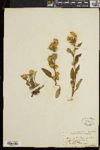 Solidago cutleri image