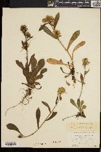 Solidago cutleri image