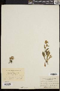 Solidago cutleri image