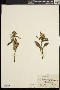 Solidago cutleri image