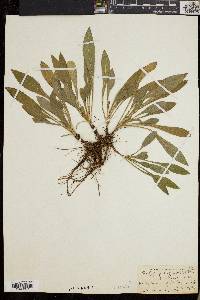 Solidago randii image