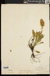 Solidago randii image