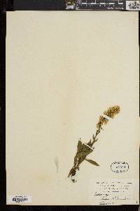 Solidago randii image