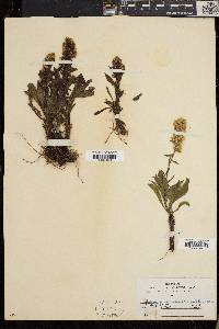Solidago randii image