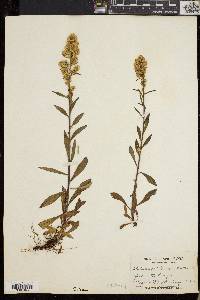 Solidago randii image