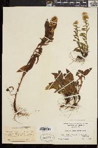 Solidago randii image
