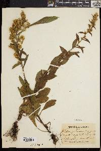 Solidago randii image