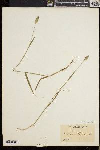 Phleum alpinum image
