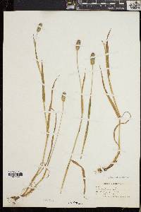 Phleum alpinum image