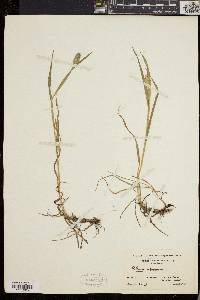 Phleum alpinum image