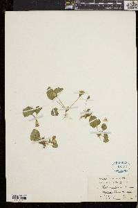 Viola palustris image