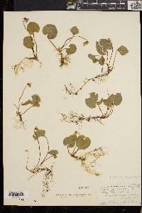 Viola palustris image