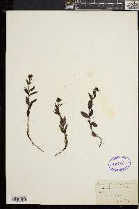 Veronica alpina image