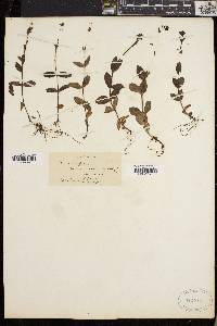Veronica alpina image
