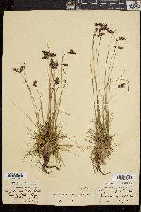 Luzula spicata image